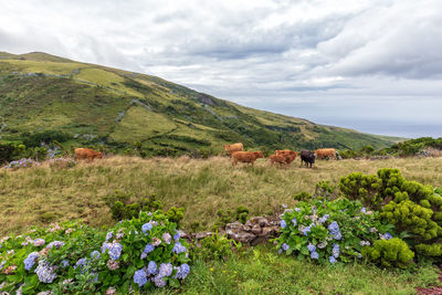 Scenic view of grassy field against sky