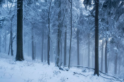 Snow covered trees in forest