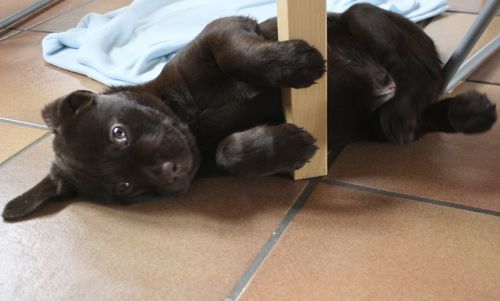 Portrait of dog lying on floor