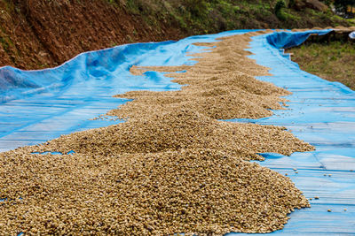 Coffee beans drying on the plantation at chiang rai, community industry in the north of thailand