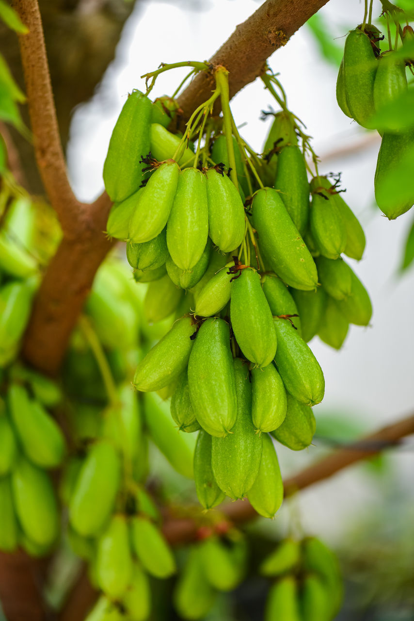 CLOSE-UP OF BERRIES ON TREE