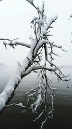 Close-up of bare tree against clear sky