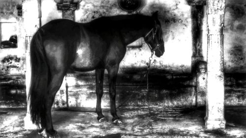 Horse grazing on field