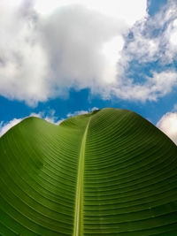 Low angle view of green leaves on tree against sky