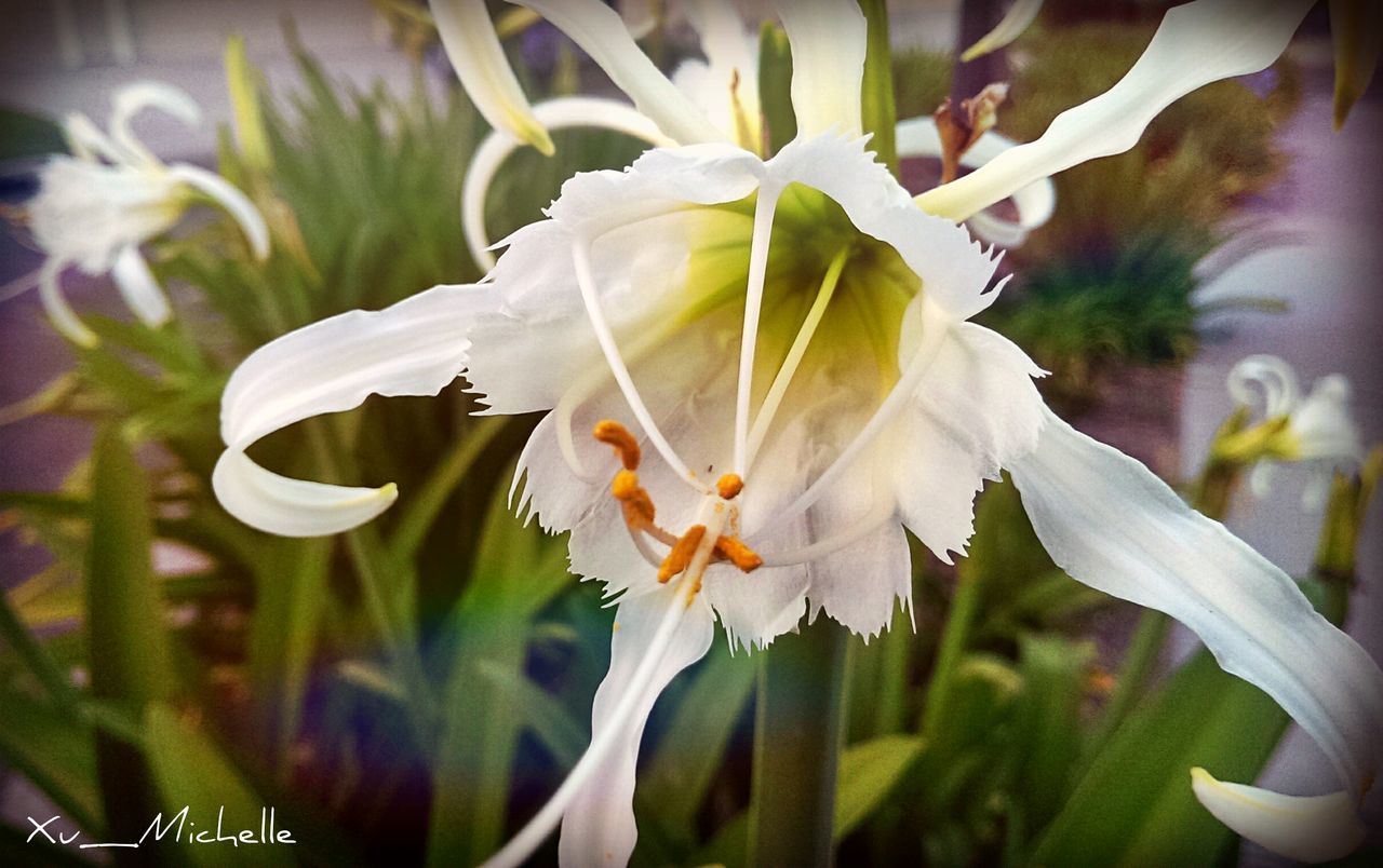 flower, petal, flower head, freshness, fragility, white color, focus on foreground, close-up, growth, beauty in nature, blooming, nature, plant, stem, in bloom, white, stamen, pollen, day, no people