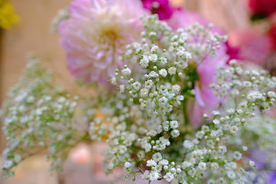 Close-up of pink flowering plant