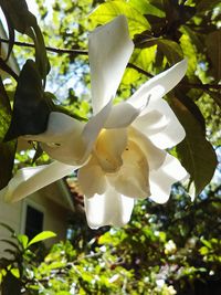 Low angle view of white flowers blooming against sky