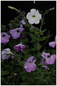 Close-up of flowers blooming outdoors