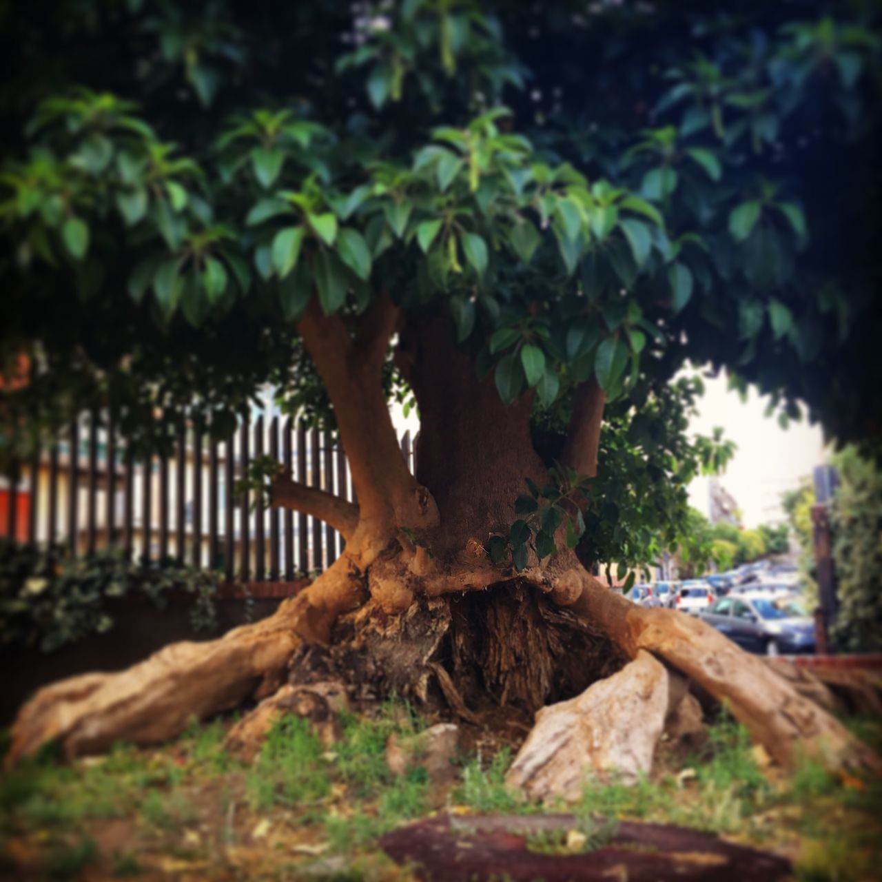 tree, leaf, forest, growth, tree trunk, focus on foreground, nature, selective focus, tranquility, branch, green color, day, plant, close-up, outdoors, no people, sunlight, moss, beauty in nature, park - man made space