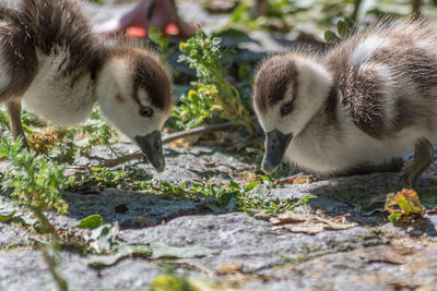 Close-up of young birds