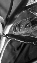 High angle view of caterpillar on plant