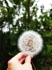 Close-up of hand holding dandelion