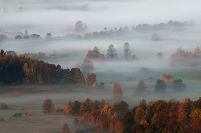 Trees on landscape during foggy weather