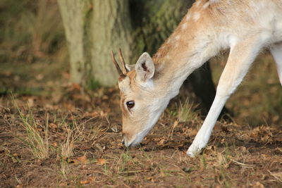 Close-up of deer