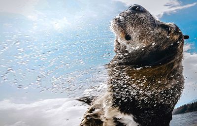 Close-up of wet dog splashing water