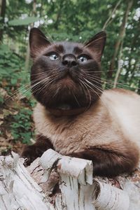 My siamese cat