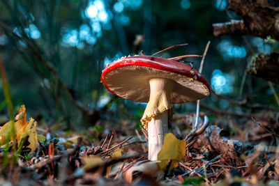 Close-up of mushroom on field