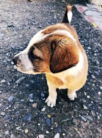 High angle view of dog on street