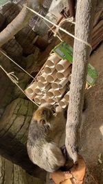 animal themes