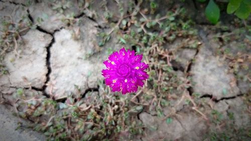 High angle view of pink flower blooming outdoors