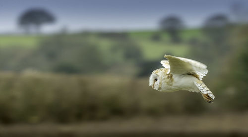 Barn owl flying over field