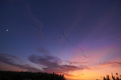 Sunset over the reeds and birds, bright day, clouds, orange and blue