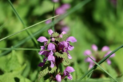 Close-up of purple flowering plant