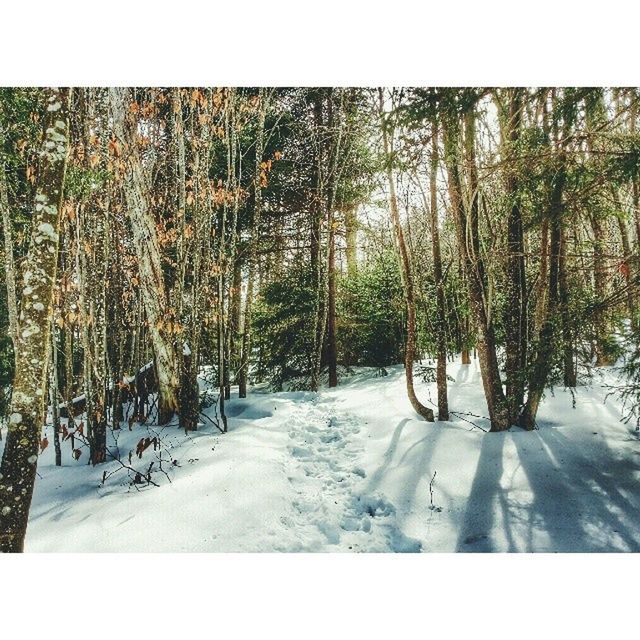 transfer print, tree, auto post production filter, tranquility, nature, tranquil scene, growth, forest, scenics, beauty in nature, snow, landscape, the way forward, winter, day, outdoors, sunlight, tree trunk, panoramic, woodland