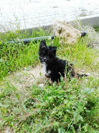 Black dog on field