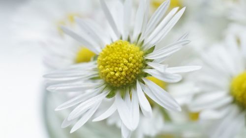 Close-up of white flower blooming outdoors