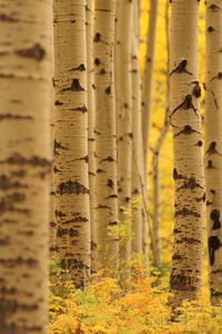 Trees growing at forest during autumn