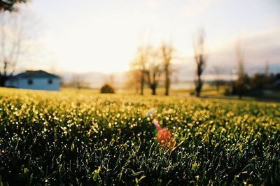 Grassy field against sky