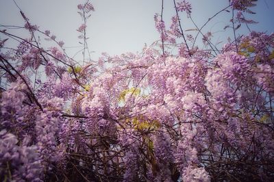 Low angle view of cherry blossom tree