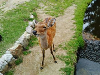 Deer standing on field