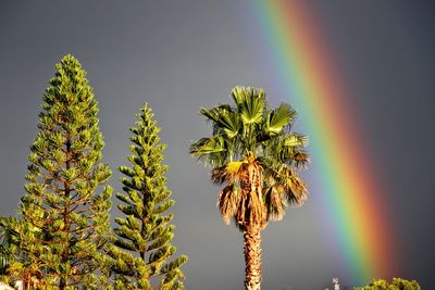 Low angle view of tree against rainbow in sky