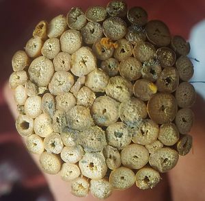 Close-up of bread