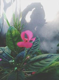 Close-up of pink flower