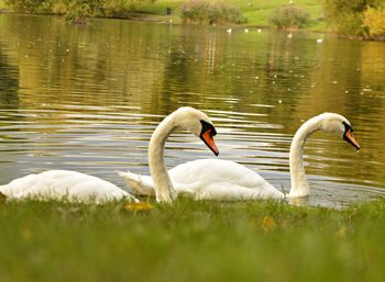 Swans swimming in lake
