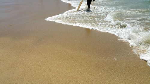 Low section of man in wet suit with surf board walking in beach waves