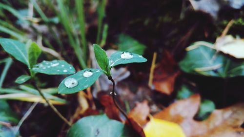 Close-up of water drops on leaves