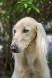 Close-up of dog outdoors