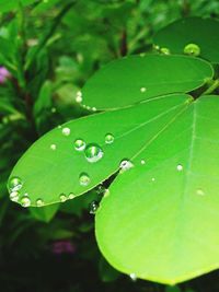 Close-up of wet leaf