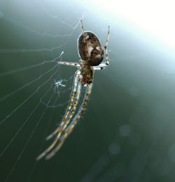 Close-up of spider and web against blurred background