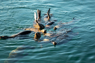 High angle view of ducks swimming in sea