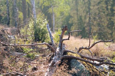 Bare tree in forest