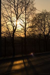 Bare trees against sky at sunset