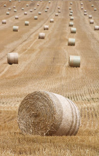 Straw bales in a harvested field in summer