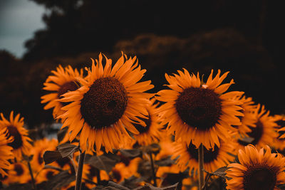 Close-up of sunflower