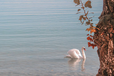 Swan swimming in lake