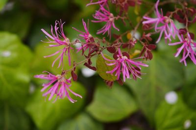 Close-up of pink flowers blooming outdoors